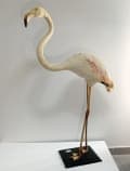 Estimation de Taxidermie de Flamant Rose Circa 1920 – Évaluation par un Expert.