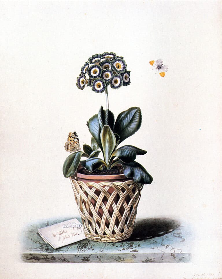 Augusta Innes Withers